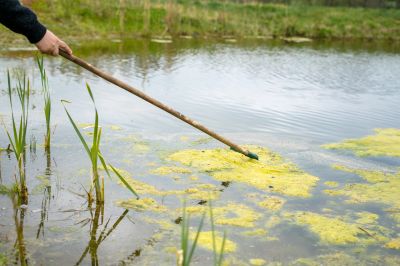 Control Algae with Pond Maintenance!