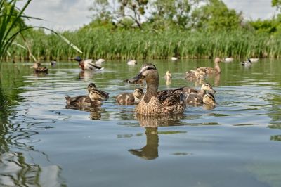 Improve Aesthetic Appeal with Pond Maintenance!
